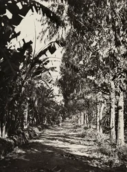 „Birodalom építése” a fasiszta korban: gyümölcsös liget Cherenben, 1936.05.09. (f/w fotó)