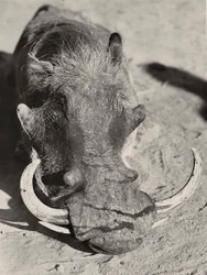 „Birodalom építése” a fasiszta korban: vaddisznó feje, 1936.09.05. (f/w fotó)