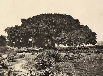 „Birodalom építése” a fasiszta korban: a „Sicomoro”, olasz foglyok udvara 1896-ban Aduában, 1936.05.09. (f/w fotó)