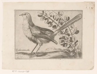 Vogel Codazinzola (cím a tárgyon) Vogels (sorozat címe)