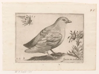 Vogel Passra Indiana (cím a tárgyon) Vogels (sorozat címe)