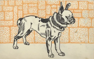Pitbull terrier, 1912.