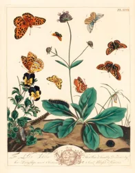 Zsíros fritillary, Euphydryas aurinia, magas barna fritillary, Fabriciana adippe, háromszögletű moly, Aplocera plagiata, pettyes sárga, Pseudopanthera macularia, és bíbor és arany moly, Pyrausta purpuralis, ördögharapáson, Succisa pratensis, és