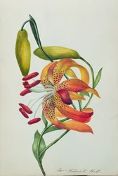 Tigris Liliom (wc)