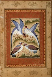 Madarak. Gouache-miniatúra a mogul iskolából. 1590-1600. Párizs, Guimet Múzeum, Ázsiai Művészetek Nemzeti Múzeuma