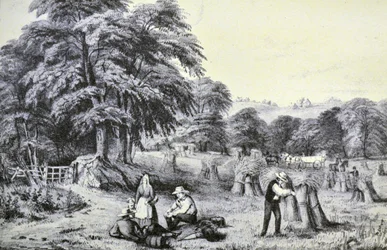 Currier & Ives illusztráció 19. század. Aratás