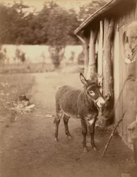 Sénart, a biribi szamár