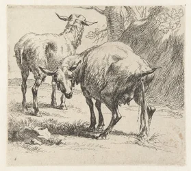 Pissende ooi en een schaap Schapen (sorozat címe) Az erős levegő által életre keltett és vízbe nyomott állatok a Nicolai Berchem Stúdió és Művészet által (sorozat címe)