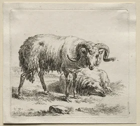 Ram és bárány.