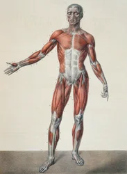Az emberi test anatómiája, Jean-Baptiste Marc Bourgery (1797-1849) "Traite Complet d