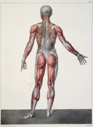 Az emberi test anatómiája, Jean-Baptiste Marc Bourgery (1797-1849) „Traite Complet d