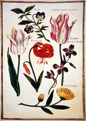 PD.109-1973.f31 Két „törött” tulipán, egy kalászos liliom és más virágok (akvarell pergamen)