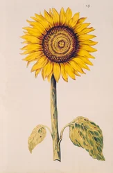 Napraforgó vagy Helianthus, a „La Guirlande de Julie”-ból, 1642 körül (wc pergamen)