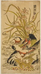 Mandarin Ducks, a "Kashinsai" sorozatból