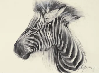 Baby Zebra, 2000 (szén, papír)