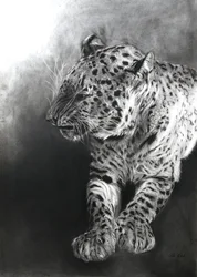 Panthera pardus 2, 2009 (szén és konténer, Fabriano papírra)