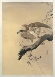 Hawk (ecset)