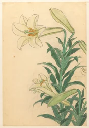 Liliomok Teppoyuri