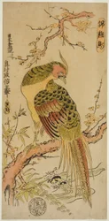 Aranyfácán (Kinkeicho)