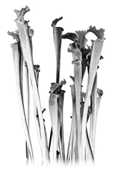 Carnivorous, 2020 (digitális vegyes technika)