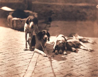 Vadászkutyák, 1853 körüli (sónyomat)