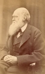 Charles Darwin portréja 72 évesen, 1871 körül (albumnyomat)