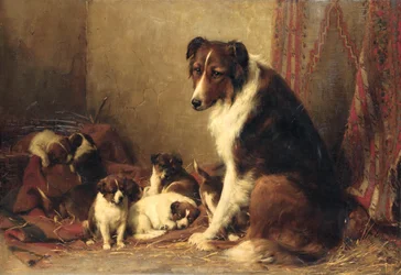 Egy Collie a kölykeivel