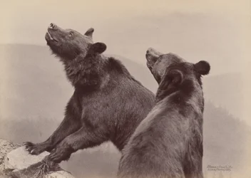 [Két medve], 1889.