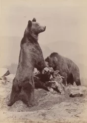 [Két medve], 1889.