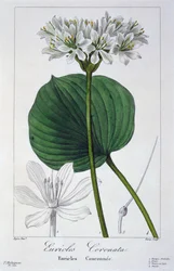 Euricles coronata, kocsma. 1836.