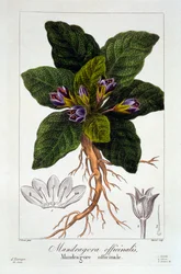 Mandragóra: Mandragora officinarum, kocsma. 1836