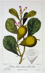 Peretta Lemon, kocsma. 1836.