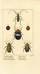 Callidium longipes 1, katicabogarak, Jauravia dorsalis 2, Coccinella septempunctata 3, bolhabogarak, Altica emarginata 4, Altica emarginata 5 és Altica chrysis 6