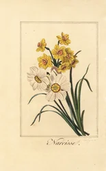 Nárcisz varietes, Narcissus, Narcissus poeticus és Narcissus pseudonarcissus