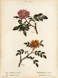 Kutyarózsa, Rosa canina, Rosier des Chiens 1 és kislevelű édes rózsa, Rosa sepium, Rosa agrestis, Rosier des Haies 2