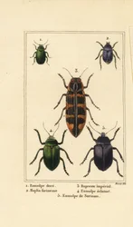 Dogbane bogár, Chrysochus auratus 1, Hoplia argentea 2, banksia ékszerbogár, Cyrioides imperialis 3, Eumolpus fulgidus 4 és Eumolpus surinamensis 5