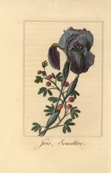 Iris, Iris gemanica és érzékeny növény, a Mimosa pudica