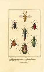 Lampyris bogár, rózsabogár, Staphylinus erythropterus 2, Staphylinus faj 3, Ampedus sanguineus 4, Silpha pedeonta 5, Temnoscheila virescens 6 és rózsabogár, Cetonia aurata 7