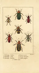 Levélbogarak, Galeruca fajok 1, Aulacophora analis 2, Cyclotrypema furcata 3, Donacia vittata 4, lapos kéregbogár, Cucujus clavipes 5, Pyrrhidium sanguineum 6 és Chlorophorus varius 7