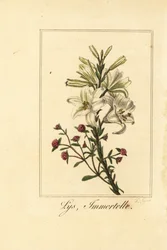 Liliom és vörös örök, Lys és halhatatlan, fehér liliom és véres Helichrysum