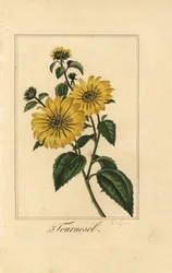Napraforgó, tournesol, Helianthus annuus