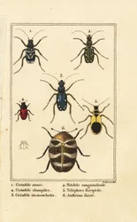 Tigrisbogarak, Cicindela sinuata 1, Cicindela campestris 2, Cicindela sexguttata 3, Nitidula vérfoltos 4, változatos szőnyegbogár, sárgás telefor 5, Anthrenus verbasci 6