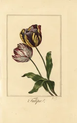 Tulipán, tulipán, Tulipa gesneriana fajtái