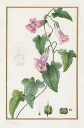 (Botanikai: Maurándia semperflorens)