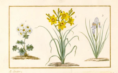 Annemone, Hemerocale és Iris (részlet) (grafit, wc és testfesték pergamenre)
