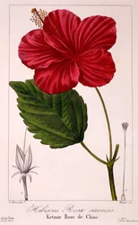 Hibiscus rosa-sinensis, 1836 (kézzel színezett metszet)