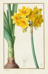 Polyanthus vagy Cluster Narcissus Botanical: Narcissus tazetta, 1836.