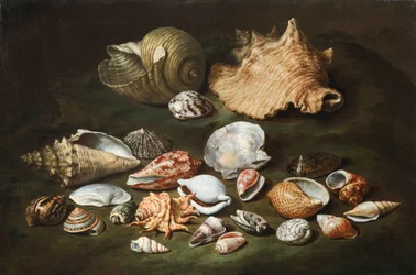 ""Csendélet kagylókkal"" (Csendélet kagylókkal) Paolo Porpora (1617-1673) festménye - Olaj, vászon, Mérete 44,5x67 cm Fondation Custodia