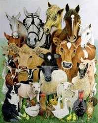 Animal Allsorts (akril, calico)