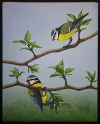 Bluetits, 2016